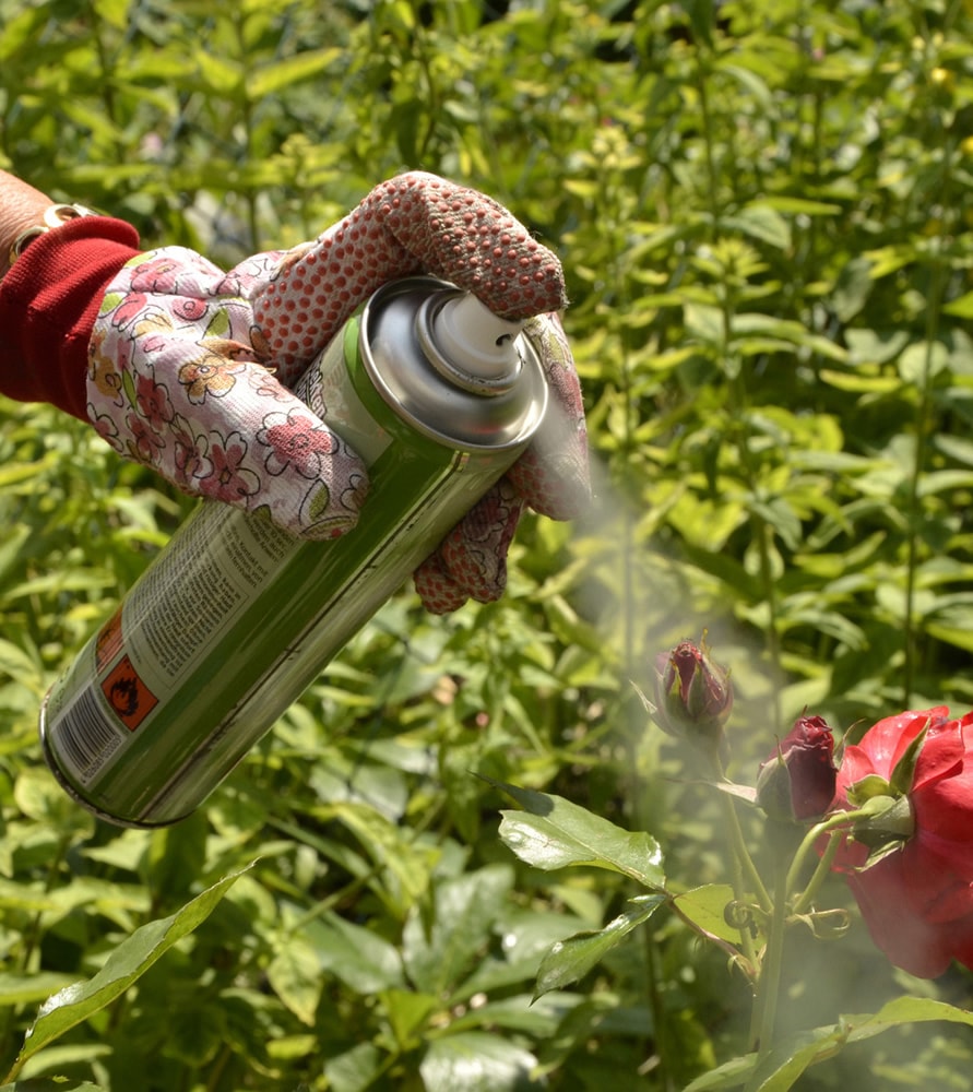 Можно ли опрыскивать герань. Химический метод борьбы с вредителями. Защита растений от вредителей. Химикаты для огорода. Химические метожы юлрьбы с врежител-ми.